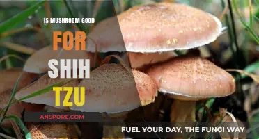 Mushrooms for Shih Tzus: Safe, Nutritious, or Harmful?