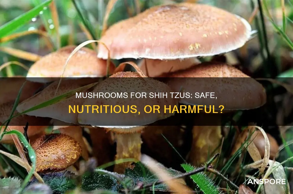 is mushroom good for shih tzu