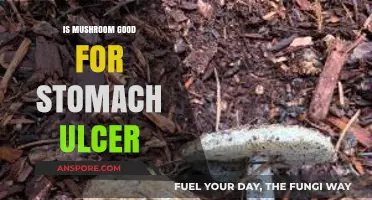 Mushrooms and Stomach Ulcers: Healing Benefits or Harmful Effects?