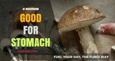 Mushrooms and Gut Health: Benefits for a Happy Stomach Explained