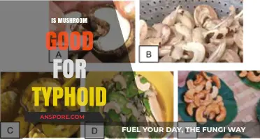 Mushroom Benefits for Typhoid: Fact or Fiction? Expert Insights