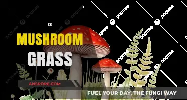 Mushroom Grass: The Ultimate Guide to This Unique Habitat