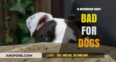 Can Dogs Eat Mushroom Gravy? Safety Concerns and Risks Explained