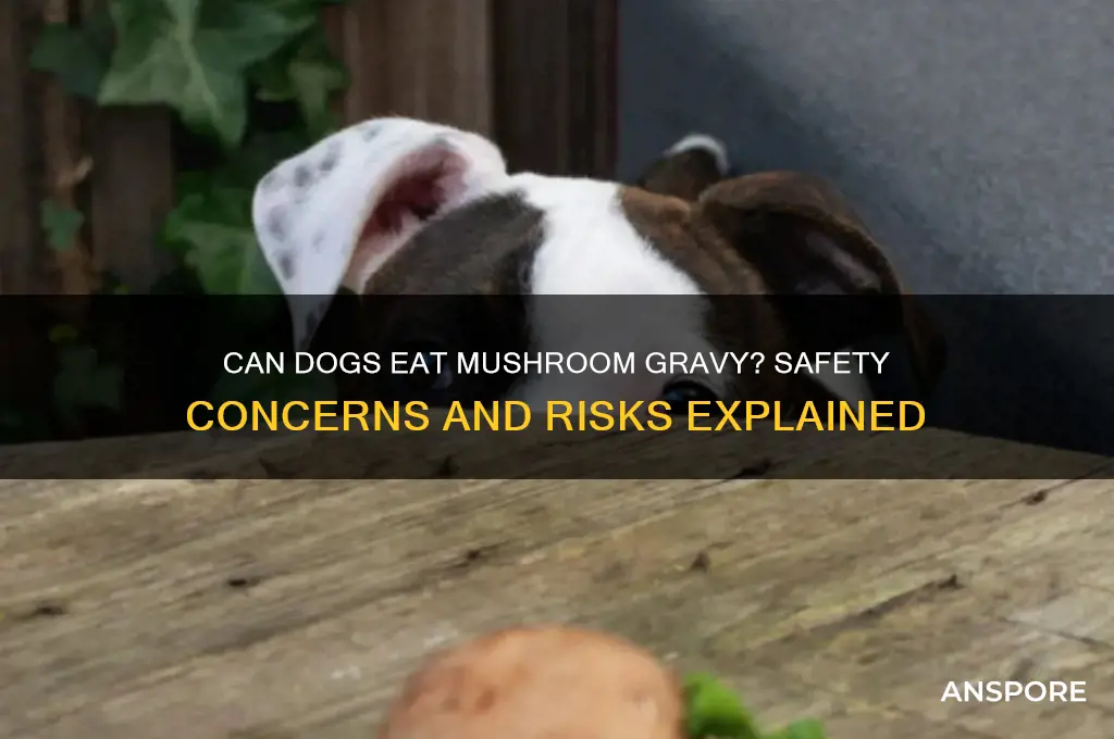 is mushroom gravy bad for dogs