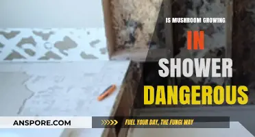Mushroom Growth in Showers: Health Risks and Safety Concerns Explained