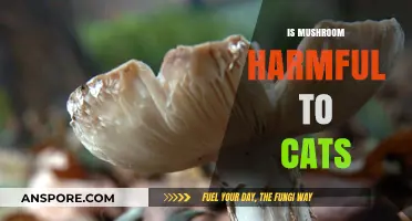 Mushrooms and Cats: A Toxic Mix?