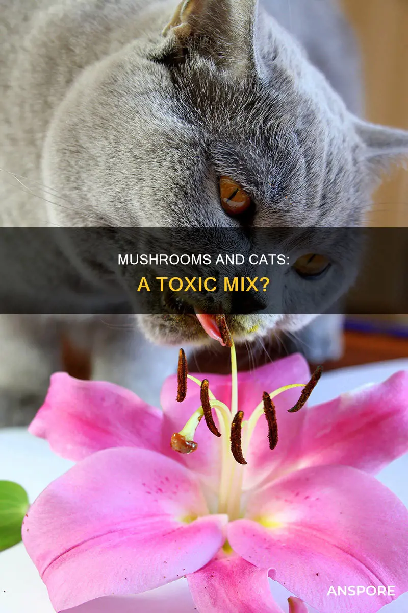 is mushroom harmful to cats