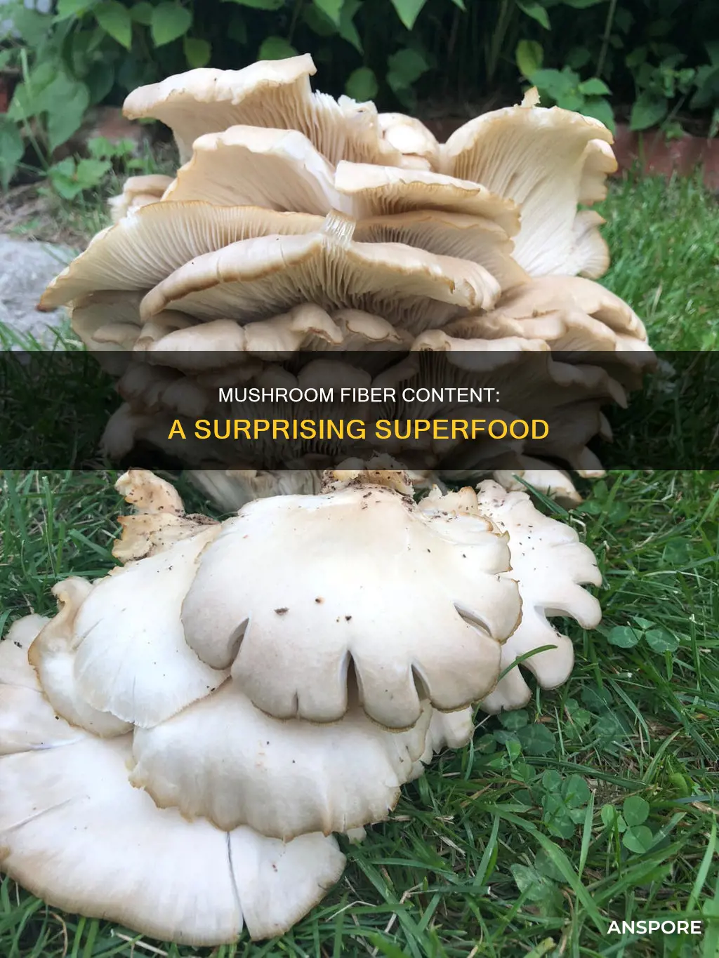 is mushroom high fiber