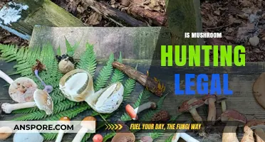 Is Mushroom Hunting Legal? Exploring Foraging Laws and Regulations