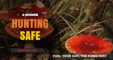 Mushroom Hunting: Safe or Risky Adventure?