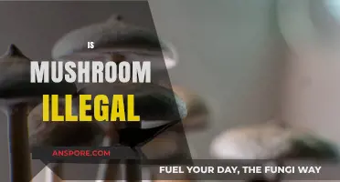 Mushroom Legality: Exploring the Grey Area