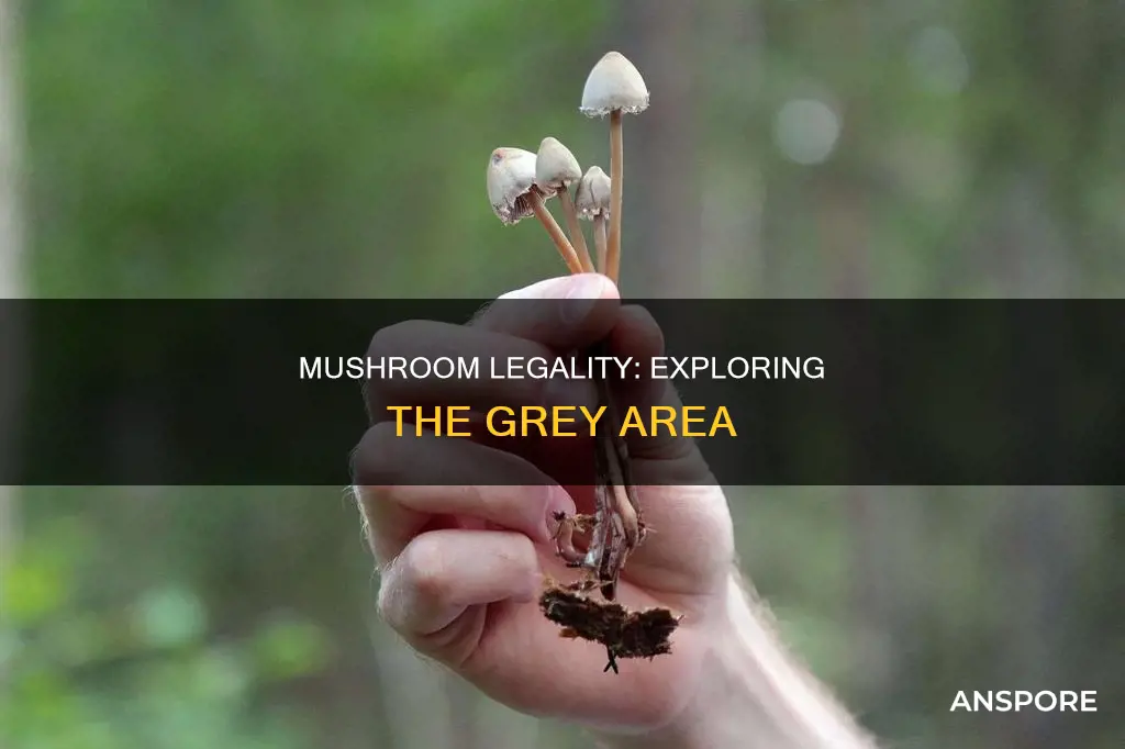 is mushroom illegal