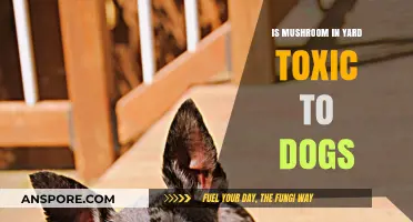Are Yard Mushrooms Toxic to Dogs? What Pet Owners Need to Know