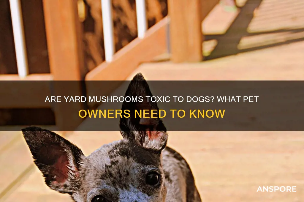 is mushroom in yard toxic to dogs