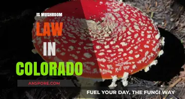 Mushroom Laws in Colorado: What's the Deal?
