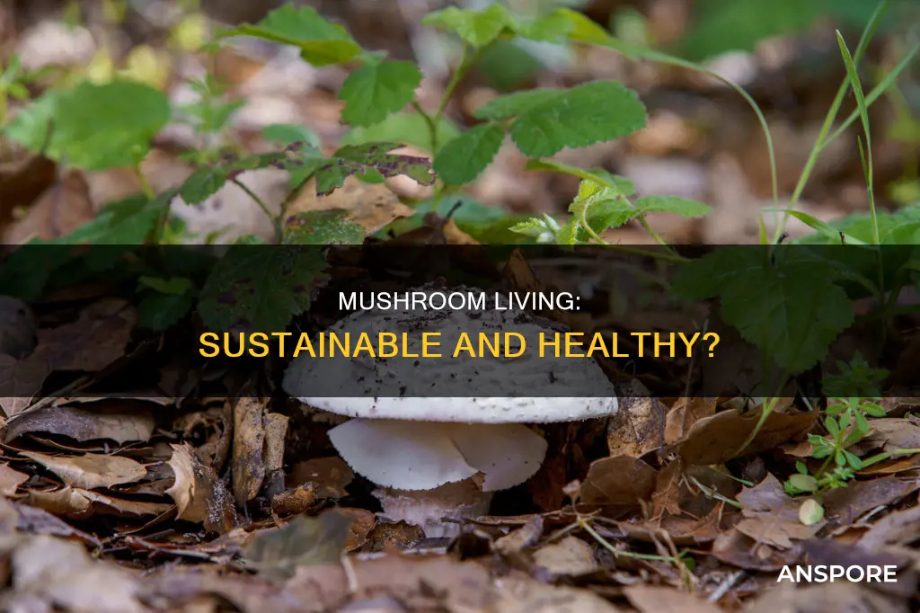 is mushroom living