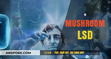 Mushroom and LSD: What's the Connection?