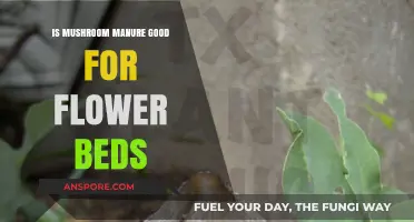 Mushroom Manure Benefits: Enhancing Flower Beds with Organic Fertilizer