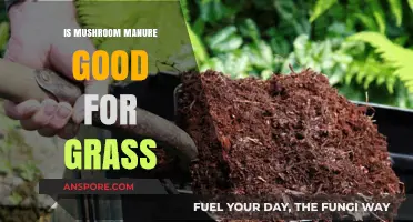 Boost Your Lawn: Mushroom Manure Benefits for Healthy, Vibrant Grass