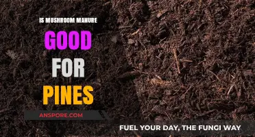 Mushroom Manure Benefits: Enhancing Pine Growth and Soil Health