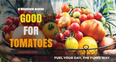 Mushroom Manure Benefits: Boosting Tomato Growth and Soil Health