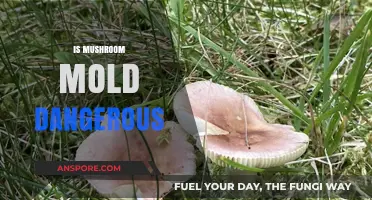 Mushroom Mold: Is It Dangerous to Your Health?