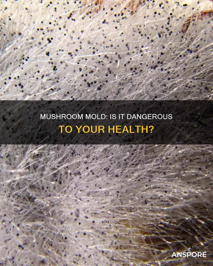 is mushroom mold dangerous