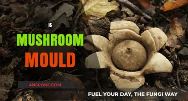 Mushroom Mould: Friend or Foe?