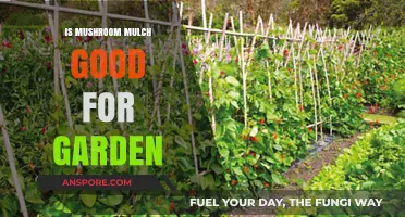 Mushroom Mulch Benefits: Enhancing Soil Health and Garden Growth