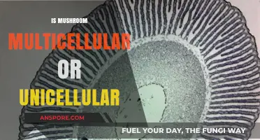 Mushroom Mystery: Multicellular or Unicellular?