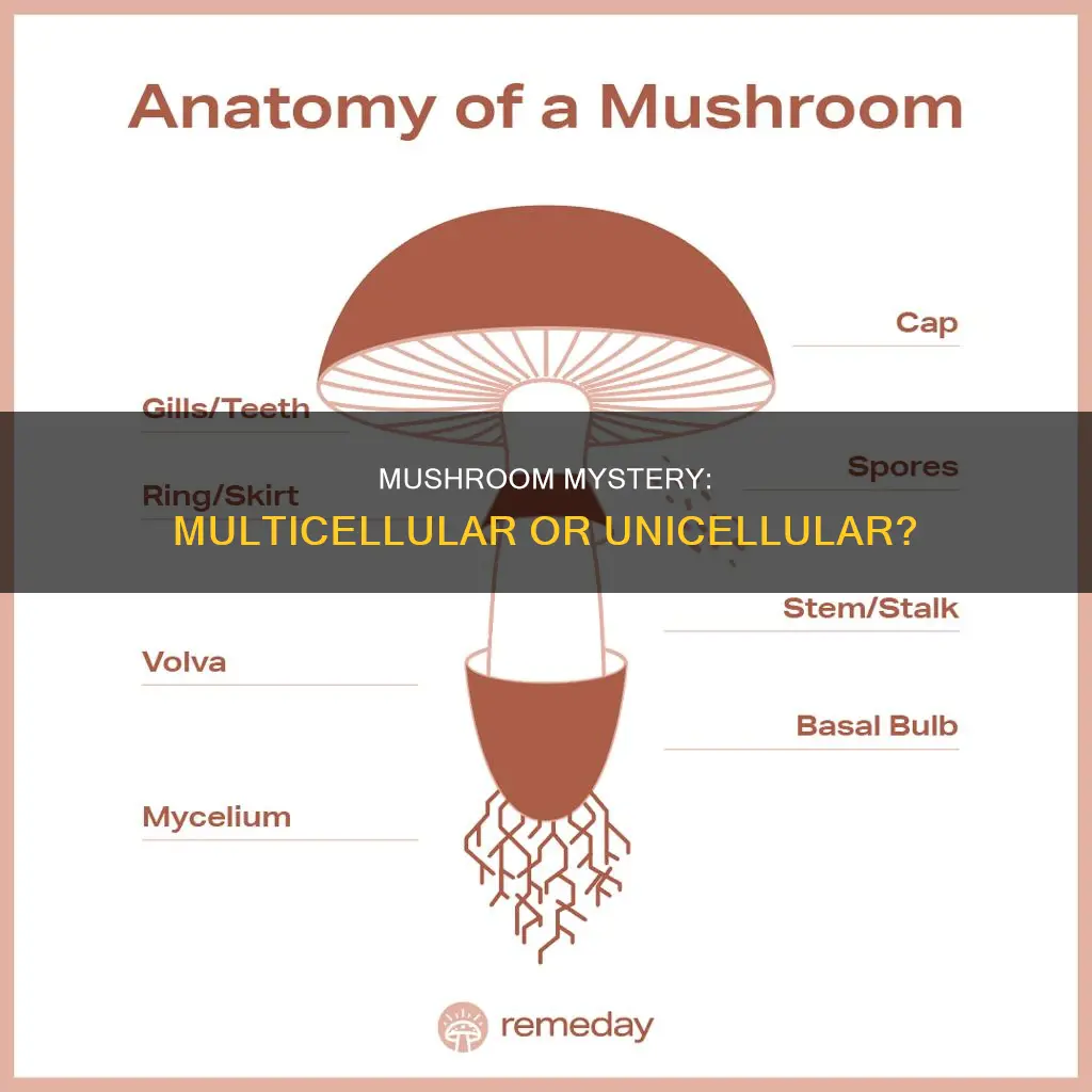 is mushroom multicellular or unicellular