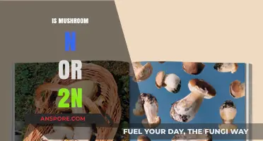 Mushrooms: Nature's 2N Wonder