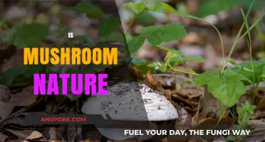 Mushrooms: Nature's Magical Growth