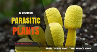 Mushrooms: Nature's Parasitic Plants?