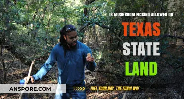 Can You Forage Mushrooms on Texas State Land? Legal Insights