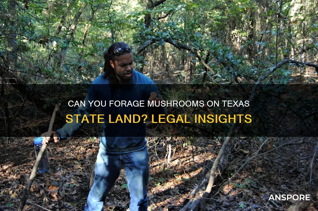 is mushroom picking allowed on texas state land