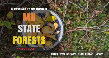 Is Mushroom Picking Legal in Minnesota's State Forests?