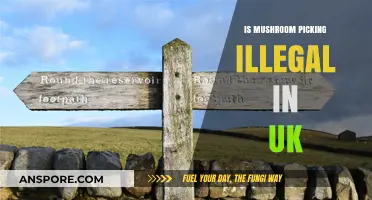 Is Mushroom Picking Illegal in the UK? Legal Insights