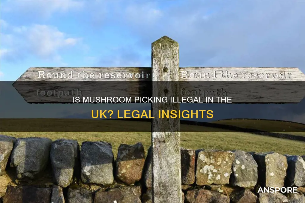 is mushroom picking illegal in uk
