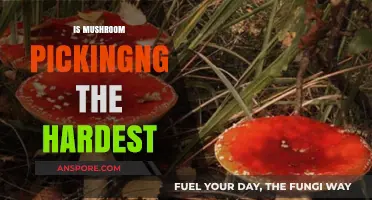 Mushroom Picking: Nature's Trickiest Treasure Hunt