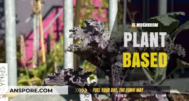 Mushrooms: Plant-Based Superfood or Not?