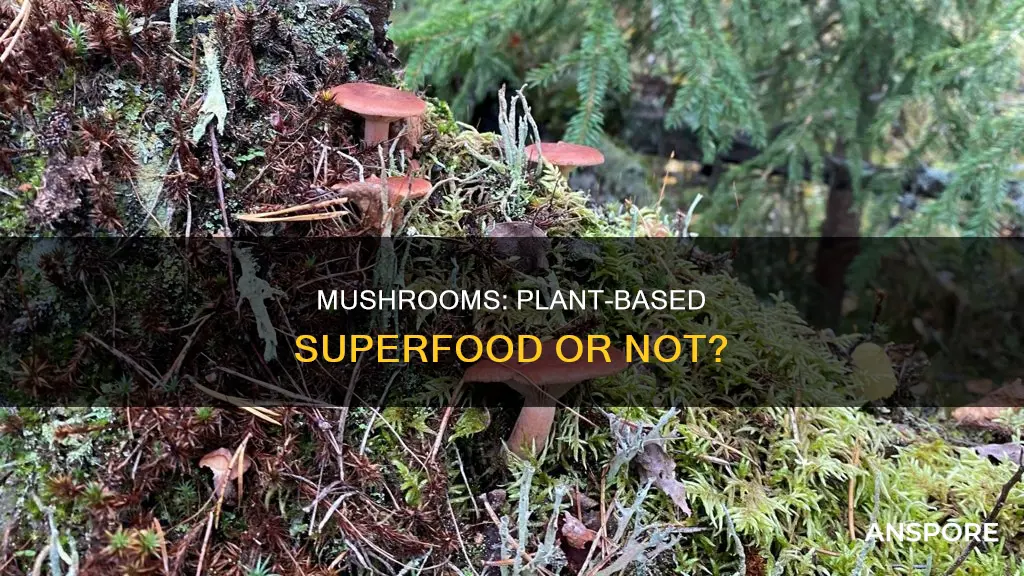 is mushroom plant based