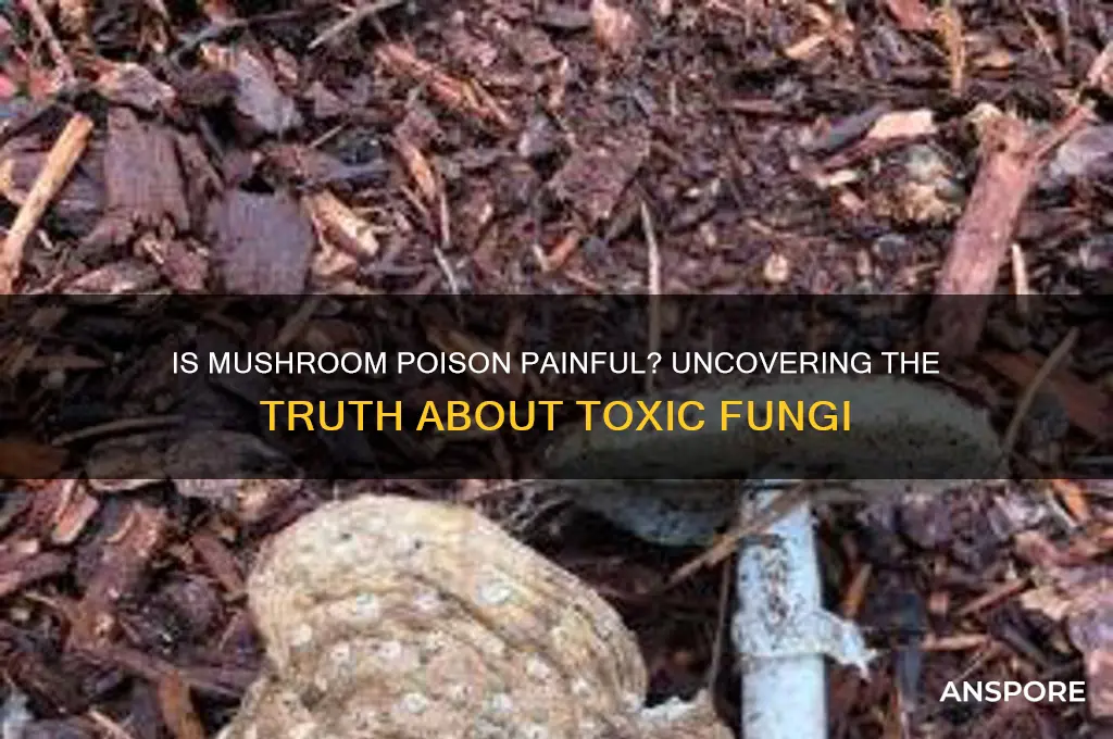 is mushroom poison painful