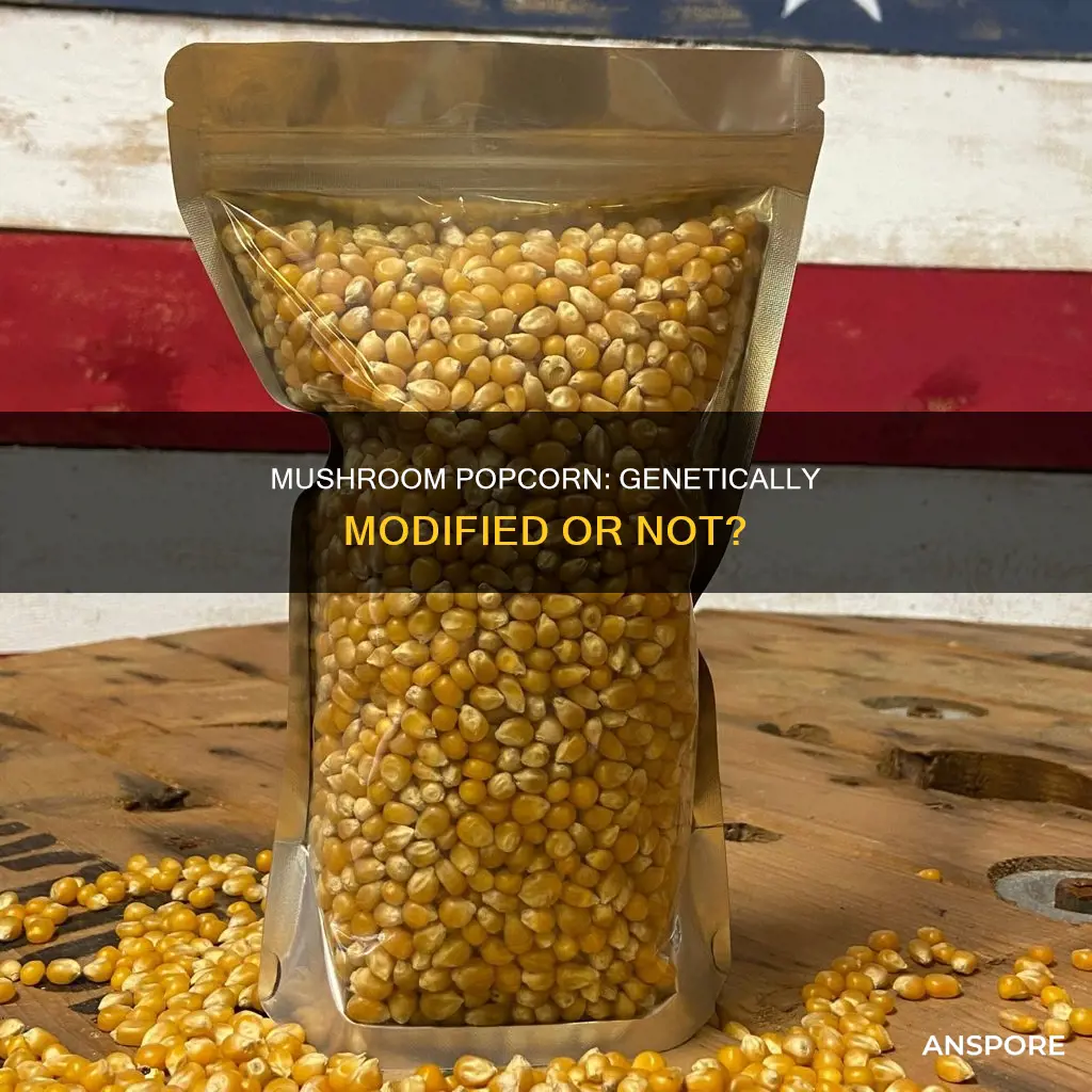 is mushroom popcorn genetically modified