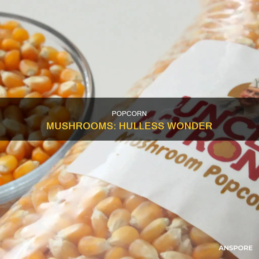is mushroom popcorn hulless