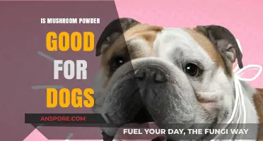 Mushroom Powder for Dogs: Benefits, Safety, and Usage Explained