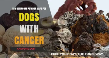 Mushroom Powder Safety for Dogs with Cancer: What You Need to Know