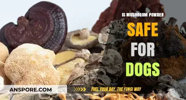 Is Mushroom Powder Safe for Dogs? A Comprehensive Guide