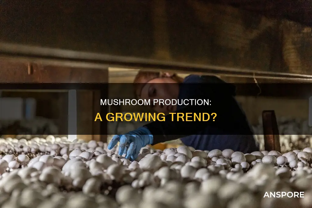 is mushroom production increasing