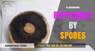 Mushroom Reproduction: Spores and More